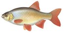 Лукоморье - иконка «рыбалка» в Большом Луге